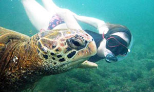 Woman snorkeling with turtle